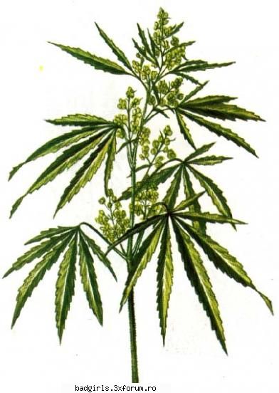 Drogurile si efectele lor - Singura problema cu marijuna este ca daca fumezi - Drogurile si Efectele lor