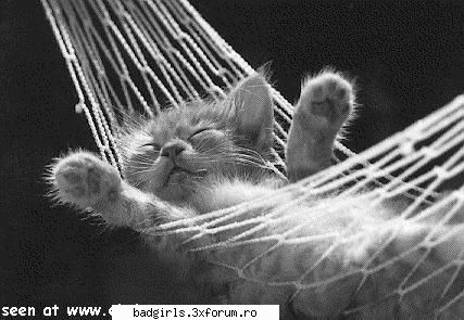 Imagini cu animale:) - ahhh ..ce bine se simte pisik asta:)) - FUNNYPICS