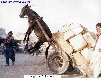 Imagini cu animale:) - i belve i can flyyyyy!!!! - FUNNYPICS