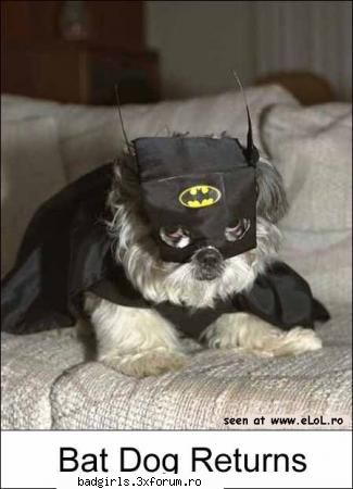 Imagini cu animale:) - stapani idiotzi - FUNNYPICS
