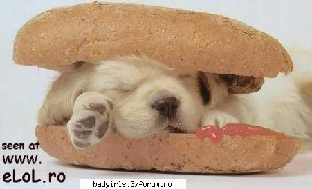 Imagini cu animale:) - carmen`` - FUNNYPICS