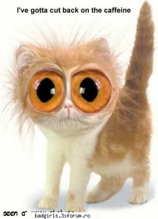 Imagini cu animale:) - de maine ma las de cafea:)) - FUNNYPICS