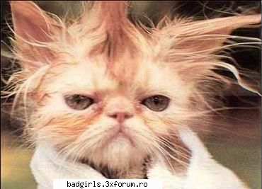 Imagini cu animale:) - Uf, ce obosit ma simt dupa baia asta ! - FUNNYPICS