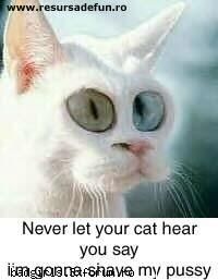 Imagini cu animale:) - ai grija ce vb de fatza cu pisica ta - FUNNYPICS
