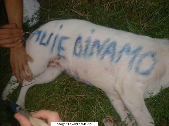 Imagini cu animale:) - hhhmmm....no comment.... :)) dar totusi....cu - FUNNYPICS