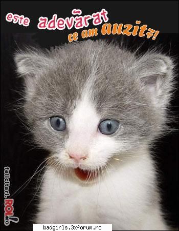 Imagini cu animale:) - Nu pot sa cred ! Chiar asa ? - FUNNYPICS