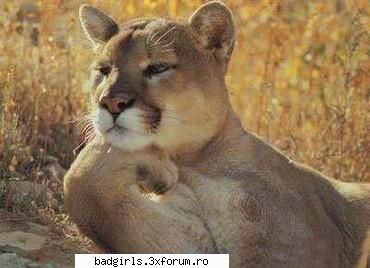 Imagini cu animale:) - ce privelishte placuta ! - FUNNYPICS