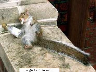 Imagini cu animale:) - Tutunul shi alcoolul dauneaza grav sanatatzii ! - FUNNYPICS