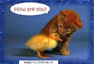Imagini cu animale:) - te simtzi bine puishor?? - FUNNYPICS