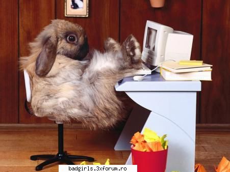 Imagini cu animale:) - Knd stapanu` nu`i aksa - FUNNYPICS