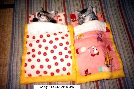 Imagini cu animale:) - paturi pt pisici...ce mai urmeaza ? - FUNNYPICS