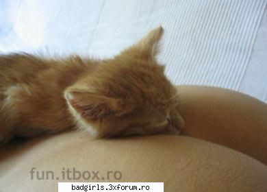 Imagini cu animale:) - moma...kre k e in al 9-lea cer pisica - FUNNYPICS