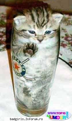 Imagini cu animale:) - hehehe..i`m so thin :D :)))) - FUNNYPICS