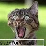 Imagini cu animale:) - foarte speriata pisicutza noastra :D - FUNNYPICS