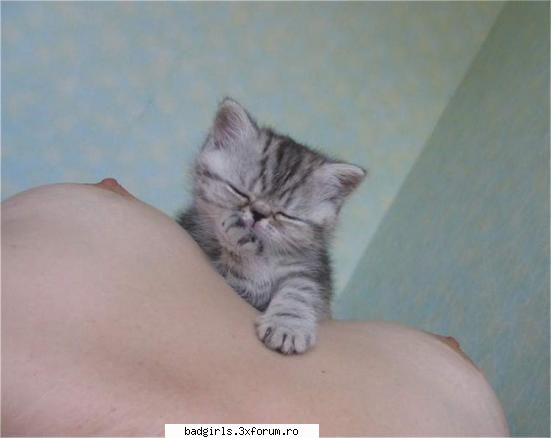 Imagini cu animale:) - cel mai fericit motanel care ar putea sa existe - FUNNYPICS