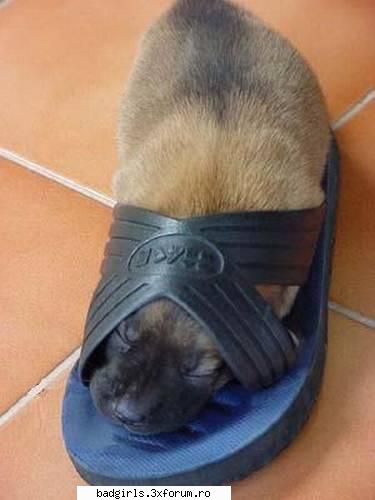 Pozitzii de dormit :))) - uuu....nash vrea sa-l calc..:D si nici tu - FUNNYPICS