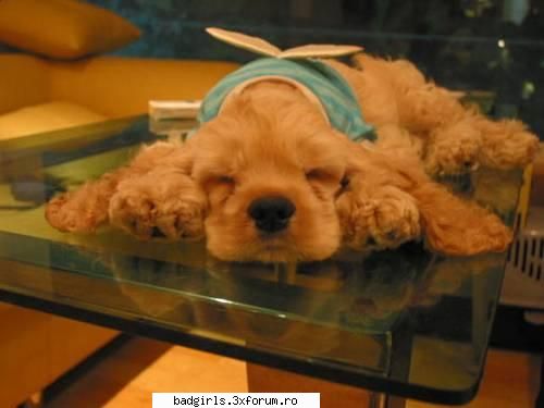 Pozitzii de dormit :))) - sooooo sweeeeeeeeeettttttttt!!! - FUNNYPICS